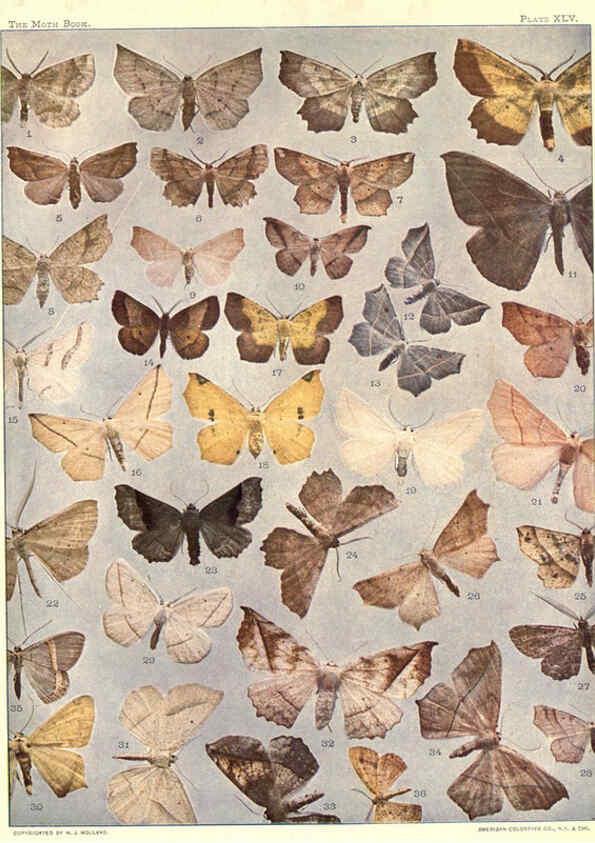 Reproducción/Reproduction 6266336141: The moth book Garden City, New York :Doubleday, Page & company,1916