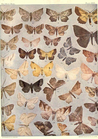 Reproducción/Reproduction 6266336141: The moth book Garden City, New York :Doubleday, Page & company,1916