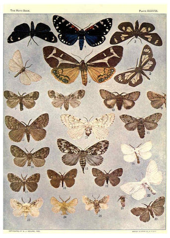 Reproducción/Reproduction 6266862636: The moth book Garden City, New York :Doubleday, Page & company,1916