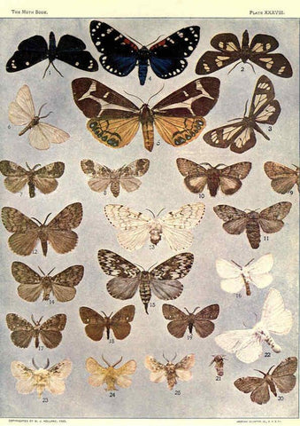 Reproducción/Reproduction 6266862636: The moth book Garden City, New York :Doubleday, Page & company,1916