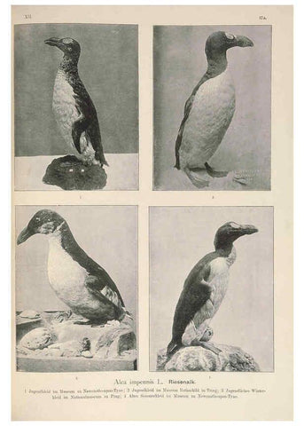 Reproducción/Reproduction 6263282017: Naumann, Naturgeschichte der Vögel Mitteleuropas. v.12. Gera-Untermhaus,F.E. Köhler,1897-1905 [v.1, 1905] 