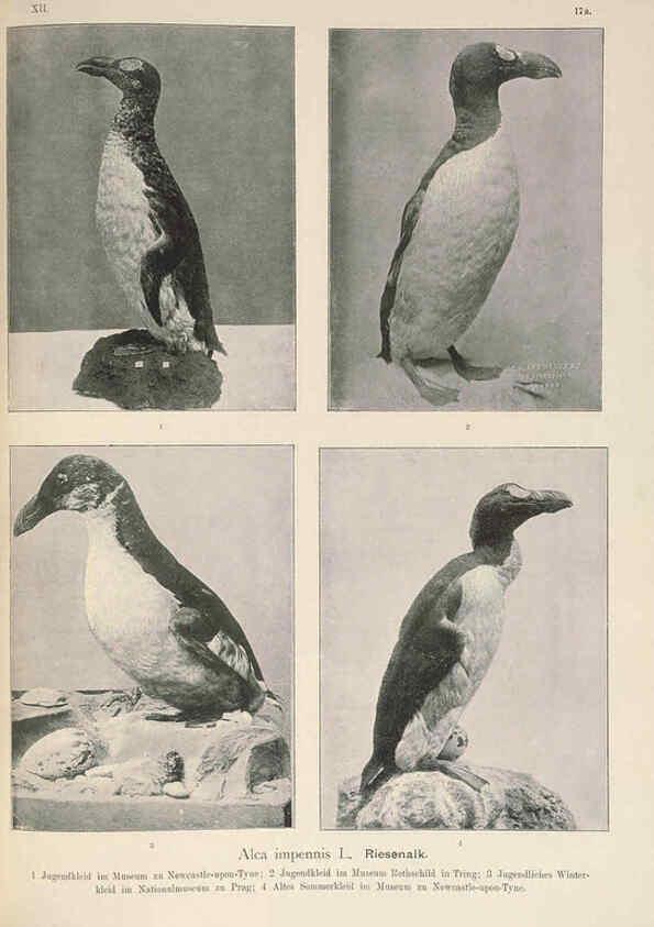 Reproducción/Reproduction 6263282017: Naumann, Naturgeschichte der Vögel Mitteleuropas. v.12. Gera-Untermhaus,F.E. Köhler,1897-1905 [v.1, 1905] 