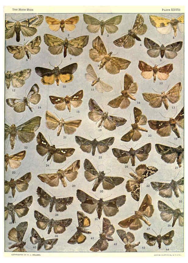 Reproducción/Reproduction 6266332585: The moth book Garden City, New York :Doubleday, Page & company,1916