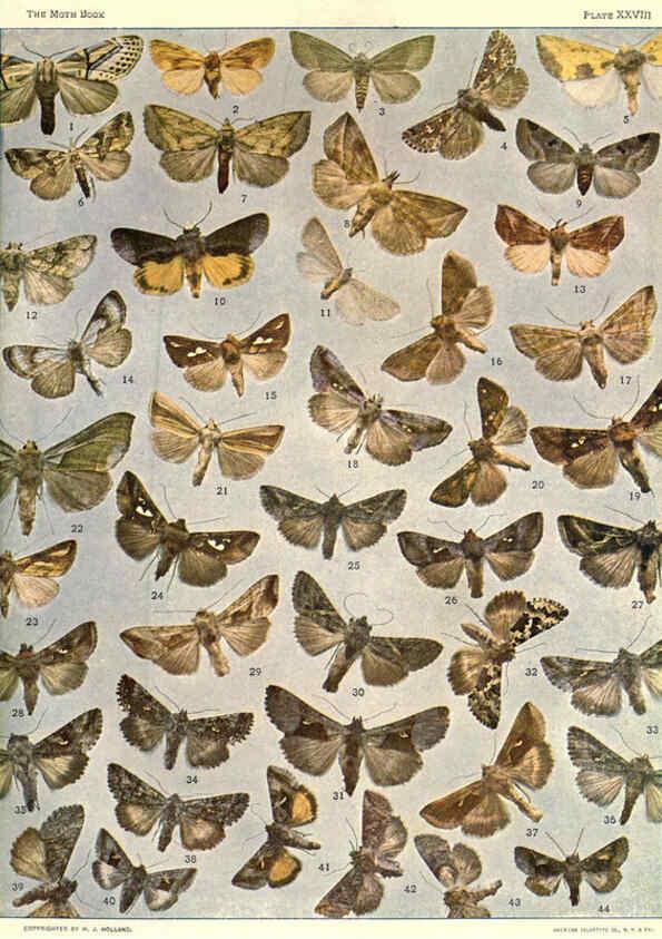 Reproducción/Reproduction 6266332585: The moth book Garden City, New York :Doubleday, Page & company,1916