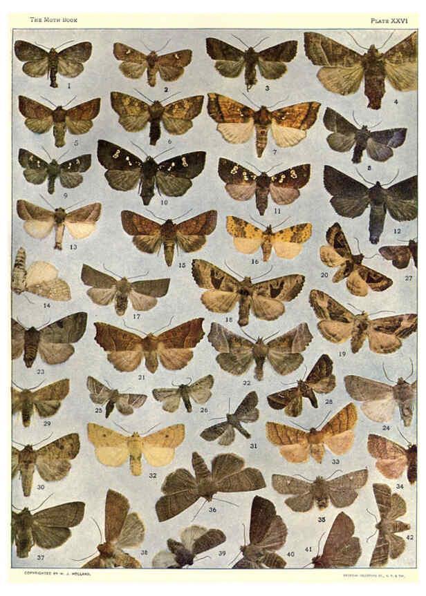 Reproducción/Reproduction 6266860008: The moth book Garden City, New York :Doubleday, Page & company,1916