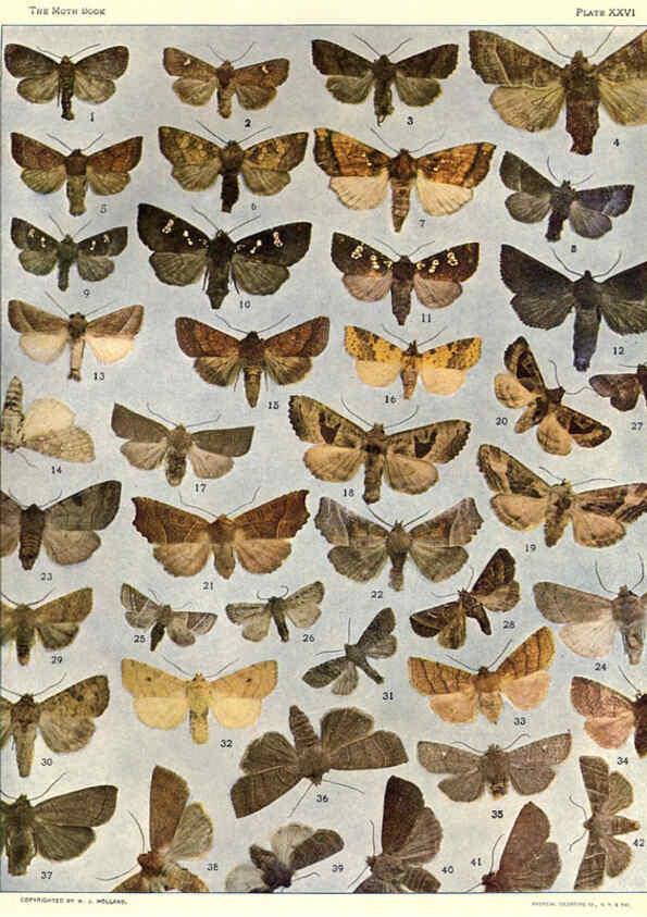 Reproducción/Reproduction 6266860008: The moth book Garden City, New York :Doubleday, Page & company,1916