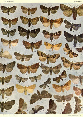 Reproducción/Reproduction 6266860008: The moth book Garden City, New York :Doubleday, Page & company,1916