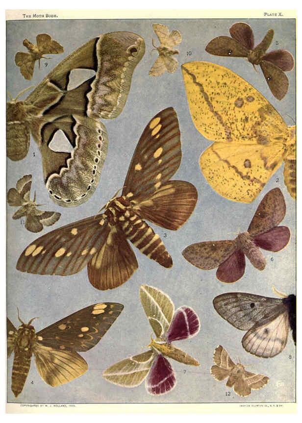 Reproducción/Reproduction 6266329185: The moth book Garden City, New York :Doubleday, Page & company,1916