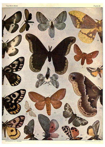 Reproducción/Reproduction 6266329457: The moth book Garden City, New York :Doubleday, Page & company,1916