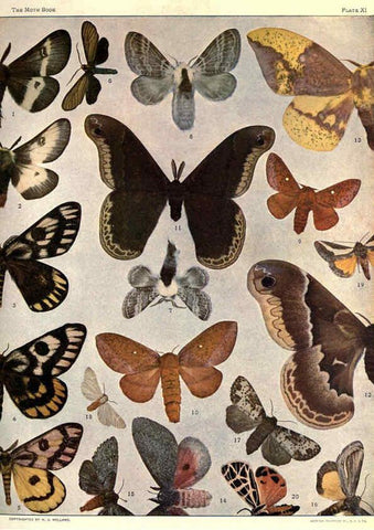 Reproducción/Reproduction 6266329457: The moth book Garden City, New York :Doubleday, Page & company,1916