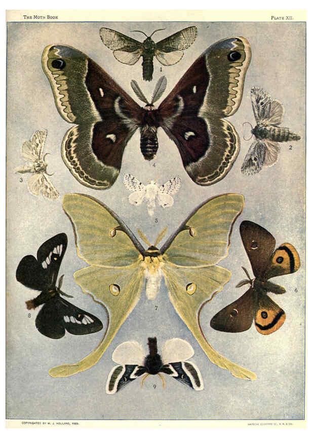 Reproducción/Reproduction 6266857464: The moth book Garden City, New York :Doubleday, Page & company,1916