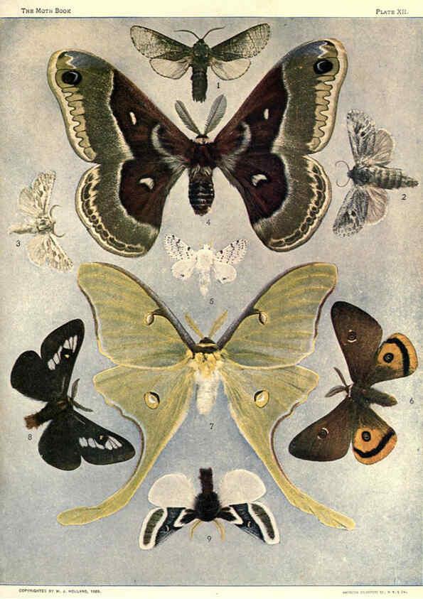 Reproducción/Reproduction 6266857464: The moth book Garden City, New York :Doubleday, Page & company,1916