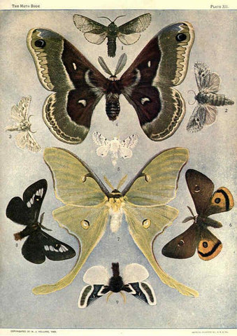 Reproducción/Reproduction 6266857464: The moth book Garden City, New York :Doubleday, Page & company,1916