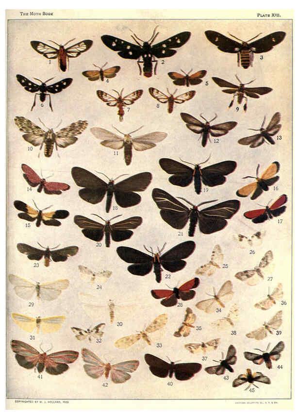 Reproducción/Reproduction 6266857598: The moth book Garden City, New York :Doubleday, Page & company,1916