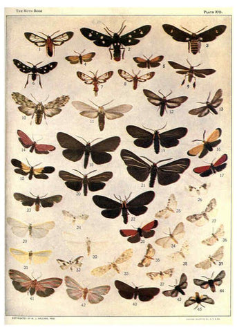 Reproducción/Reproduction 6266857598: The moth book Garden City, New York :Doubleday, Page & company,1916
