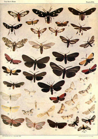 Reproducción/Reproduction 6266857598: The moth book Garden City, New York :Doubleday, Page & company,1916
