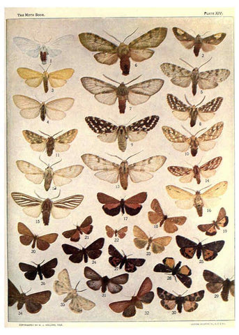 Reproducción/Reproduction 6266857776: The moth book Garden City, New York :Doubleday, Page & company,1916