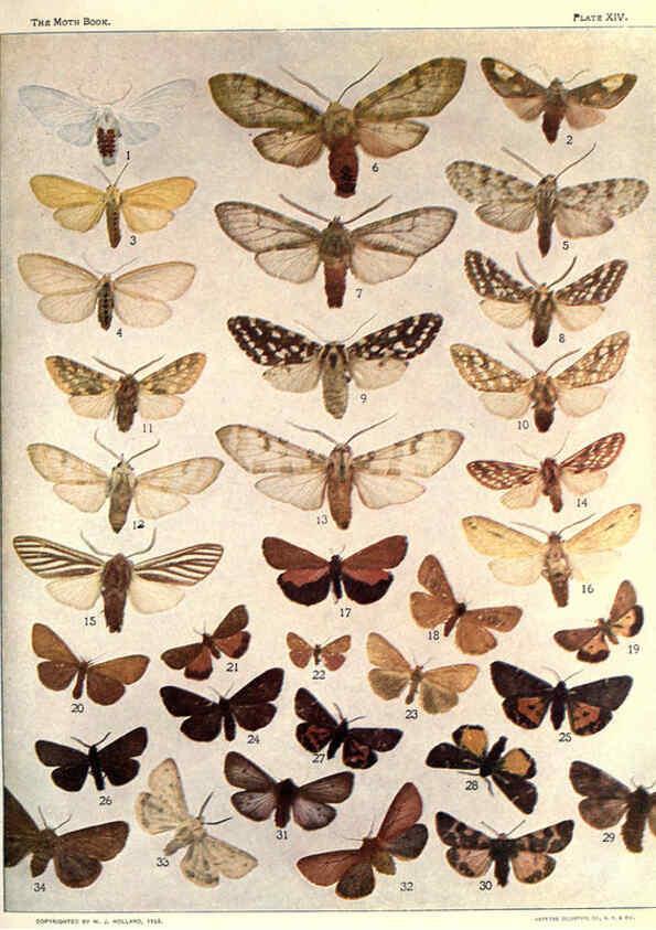 Reproducción/Reproduction 6266857776: The moth book Garden City, New York :Doubleday, Page & company,1916