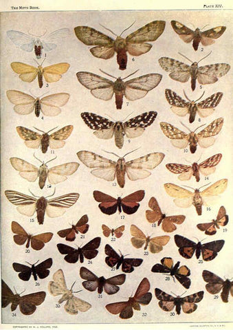 Reproducción/Reproduction 6266857776: The moth book Garden City, New York :Doubleday, Page & company,1916