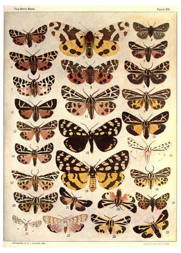 Reproducción/Reproduction 6266330113: The moth book Garden City, New York :Doubleday, Page & company,1916