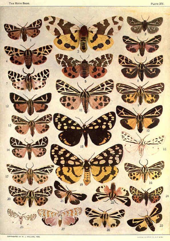 Reproducción/Reproduction 6266330113: The moth book Garden City, New York :Doubleday, Page & company,1916