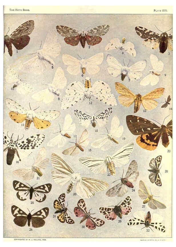 Reproducción/Reproduction 6266858098: The moth book Garden City, New York :Doubleday, Page & company,1916