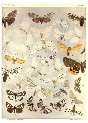 Reproducción/Reproduction 6266858098: The moth book Garden City, New York :Doubleday, Page & company,1916
