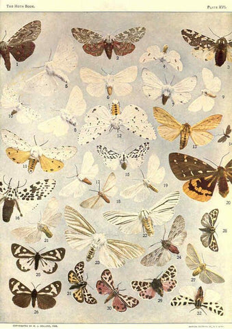 Reproducción/Reproduction 6266858098: The moth book Garden City, New York :Doubleday, Page & company,1916