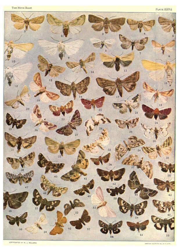 Reproducción/Reproduction 6266860300: The moth book Garden City, New York :Doubleday, Page & company,1916