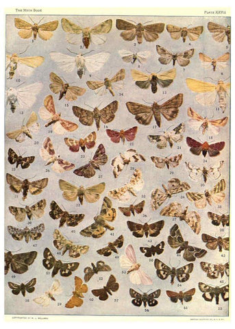 Reproducción/Reproduction 6266860300: The moth book Garden City, New York :Doubleday, Page & company,1916
