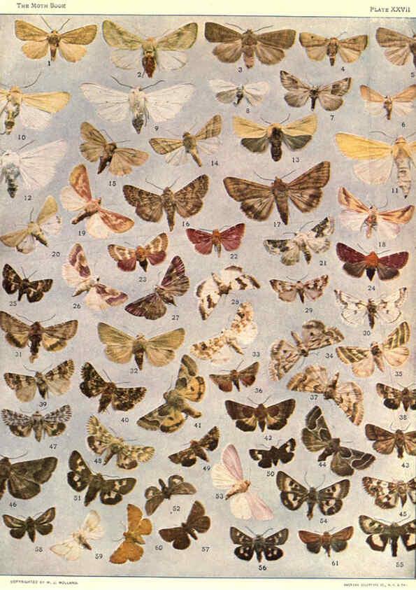Reproducción/Reproduction 6266860300: The moth book Garden City, New York :Doubleday, Page & company,1916