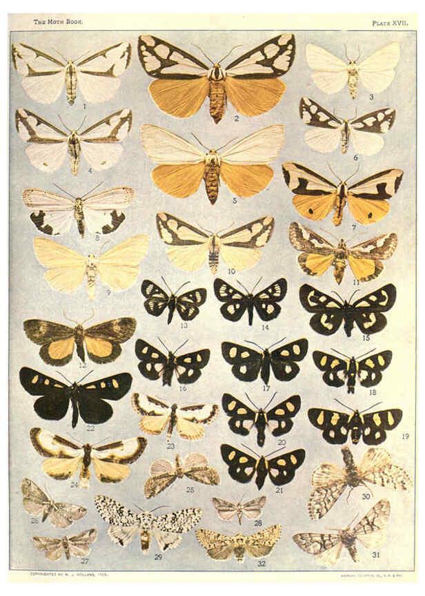 Reproducción/Reproduction 6266858332: The moth book Garden City, New York :Doubleday, Page & company,1916