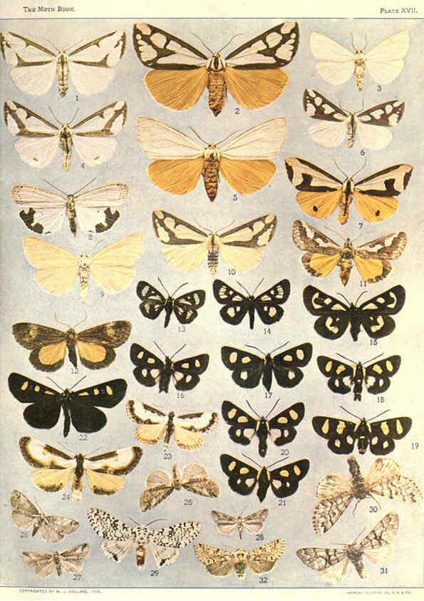Reproducción/Reproduction 6266858332: The moth book Garden City, New York :Doubleday, Page & company,1916