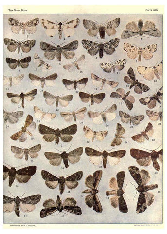 Reproducción/Reproduction 6266330927: The moth book Garden City, New York :Doubleday, Page & company,1916