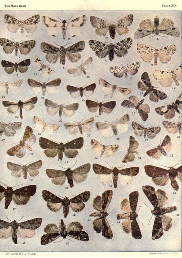 Reproducción/Reproduction 6266330927: The moth book Garden City, New York :Doubleday, Page & company,1916