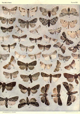 Reproducción/Reproduction 6266330927: The moth book Garden City, New York :Doubleday, Page & company,1916