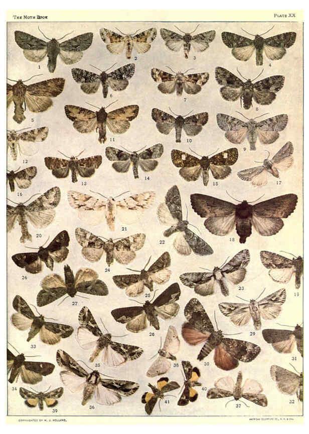 Reproducción/Reproduction 6266858924: The moth book Garden City, New York :Doubleday, Page & company,1916