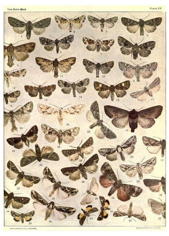Reproducción/Reproduction 6266858924: The moth book Garden City, New York :Doubleday, Page & company,1916