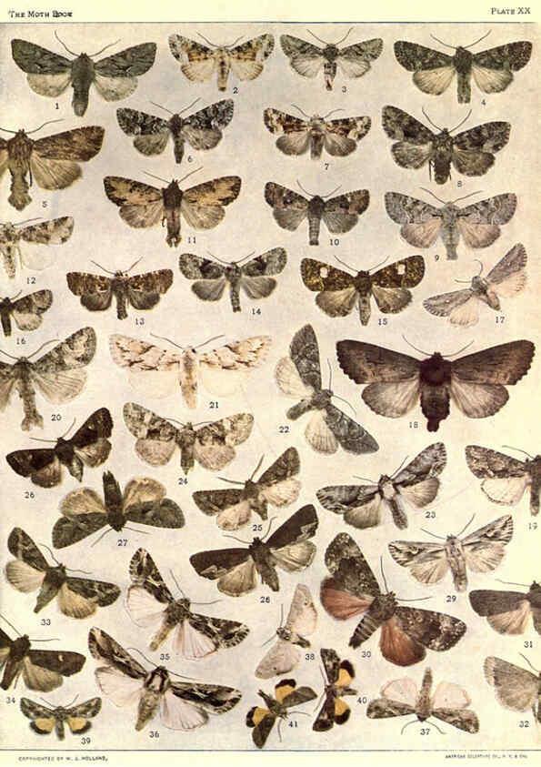 Reproducción/Reproduction 6266858924: The moth book Garden City, New York :Doubleday, Page & company,1916