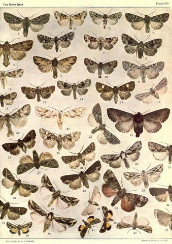 Reproducción/Reproduction 6266858924: The moth book Garden City, New York :Doubleday, Page & company,1916