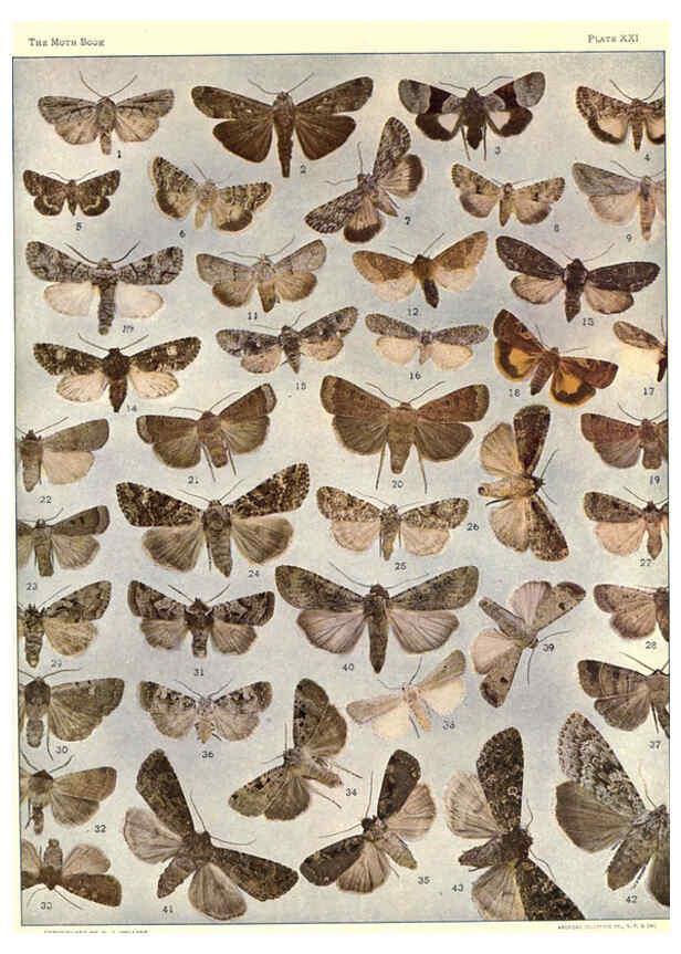 Reproducción/Reproduction 6266859082: The moth book Garden City, New York :Doubleday, Page & company,1916