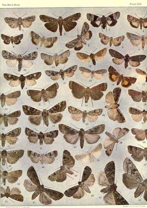 Reproducción/Reproduction 6266859082: The moth book Garden City, New York :Doubleday, Page & company,1916