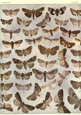 Reproducción/Reproduction 6266859082: The moth book Garden City, New York :Doubleday, Page & company,1916