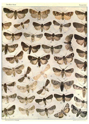 Reproducción/Reproduction 6266331427: The moth book Garden City, New York :Doubleday, Page & company,1916