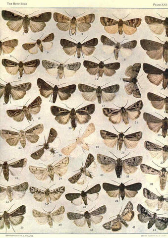 Reproducción/Reproduction 6266331427: The moth book Garden City, New York :Doubleday, Page & company,1916