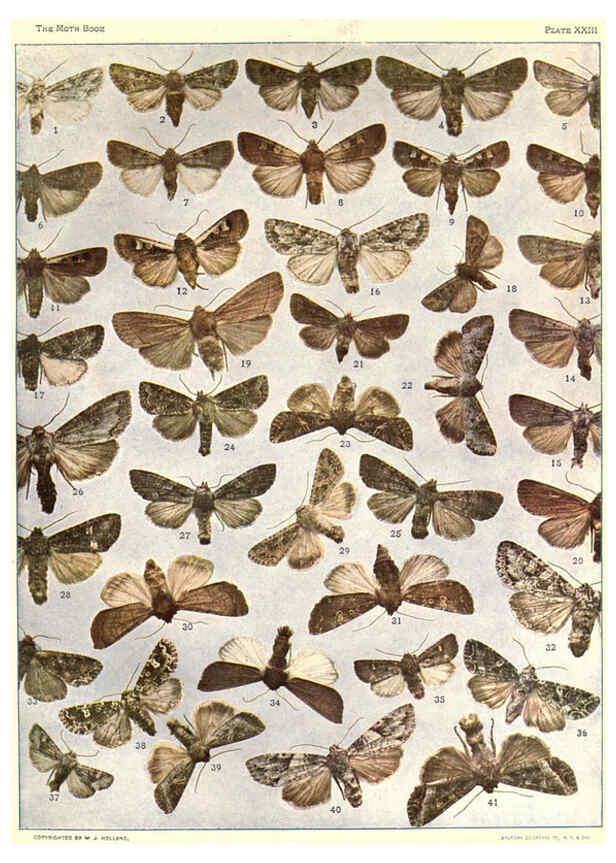 Reproducción/Reproduction 6266331585: The moth book Garden City, New York :Doubleday, Page & company,1916