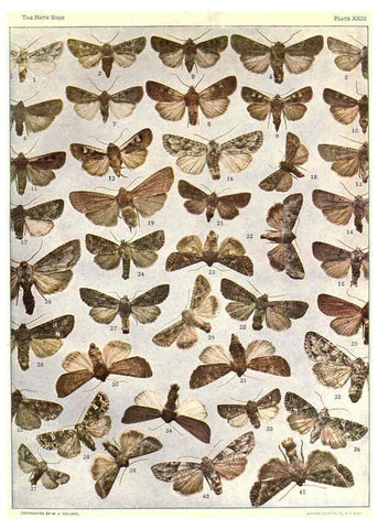 Reproducción/Reproduction 6266331585: The moth book Garden City, New York :Doubleday, Page & company,1916