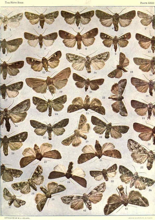 Reproducción/Reproduction 6266331585: The moth book Garden City, New York :Doubleday, Page & company,1916