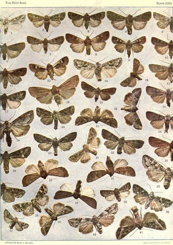 Reproducción/Reproduction 6266331585: The moth book Garden City, New York :Doubleday, Page & company,1916