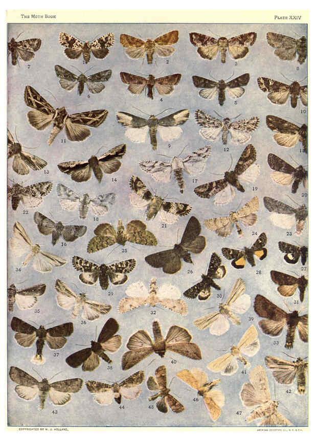 Reproducción/Reproduction 6266859624: The moth book Garden City, New York :Doubleday, Page & company,1916